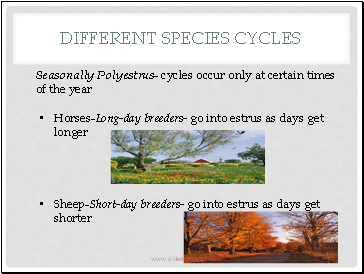 Different species Cycles