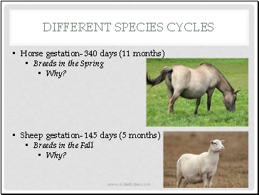 Different species Cycles