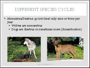 Different species Cycles