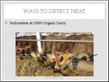 Pedometers at UNH Organic Dairy