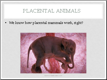 Placental Animals