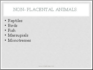 Non- Placental Animals