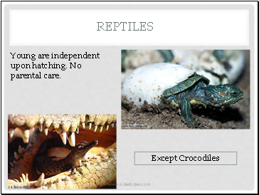 Reptiles