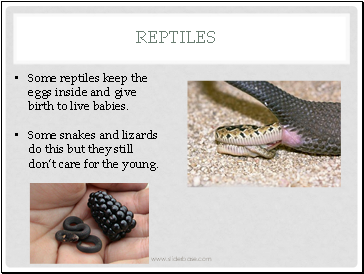 Reptiles