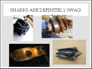 Sharks are definitely swag!