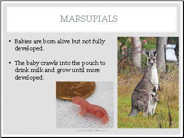 Animal Reproduction PP Part 2