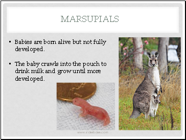 Marsupials