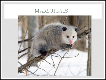 Marsupials