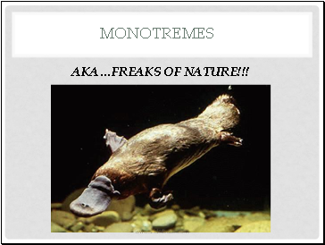 Monotremes