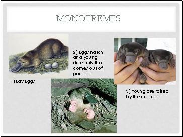 Monotremes
