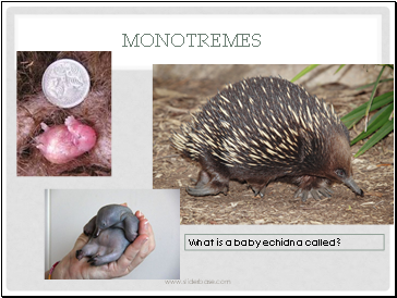 Monotremes