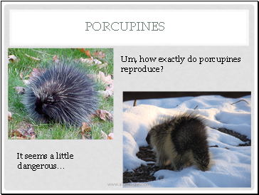 Porcupines