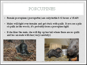 Porcupines