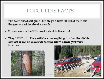 Porcupine facts