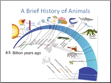 A Brief History of Animals