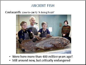 Coelacanth: (cee-lo-can’t) “A living fossil”