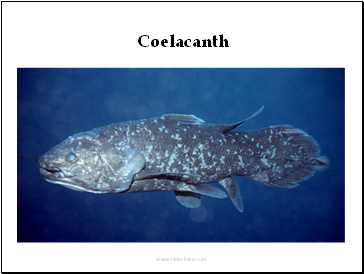 Coelacanth