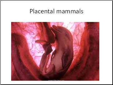 Placental mammals