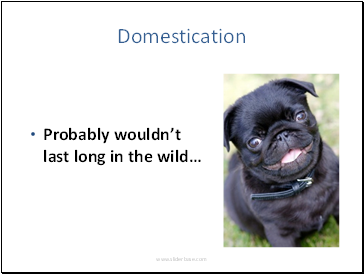 Domestication