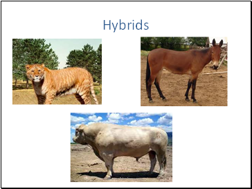 Hybrids