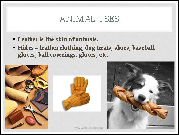 Animal Uses