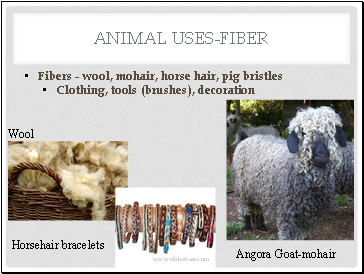 Animal Uses-fiber