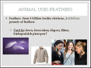 Animal Uses-feathers
