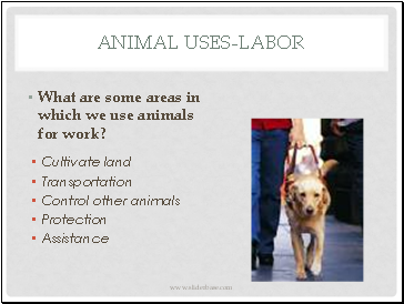 Animal Uses-Labor