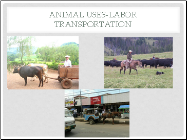 Animal Uses-Labor Transportation
