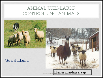 Animal Uses-Labor Controlling Animals