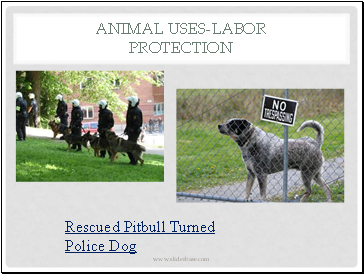 Animal Uses-Labor Protection