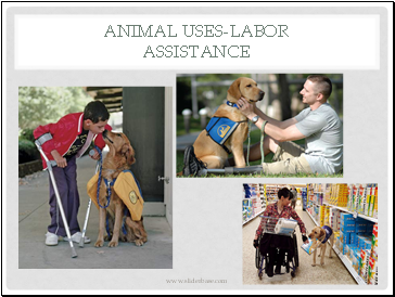 Animal Uses-Labor Assistance