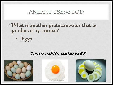 Animal Uses-Food