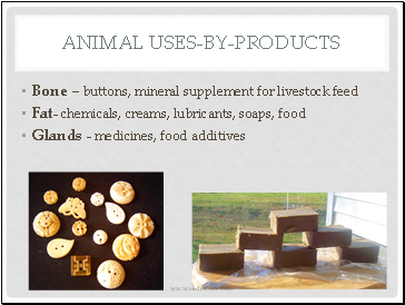 Animal Uses-by-products