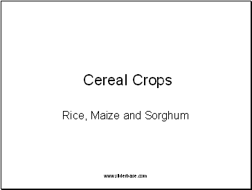 Cereal Crops