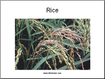 Rice