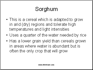 Sorghum