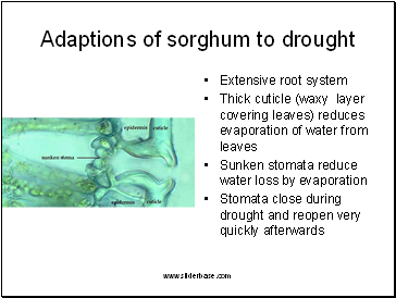 Adaptions of sorghum to drought