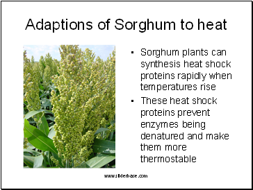 Adaptions of Sorghum to heat