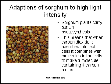Adaptions of sorghum to high light intensity