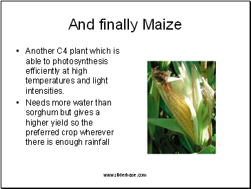 And finally Maize