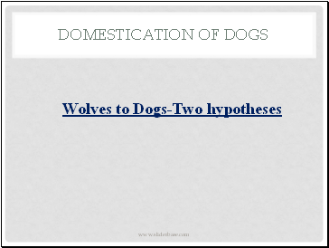 Domestication of Dogs