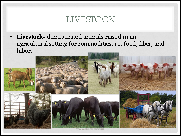 Livestock