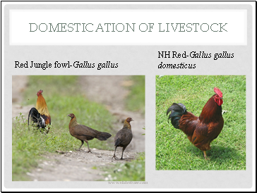 Domestication of Livestock