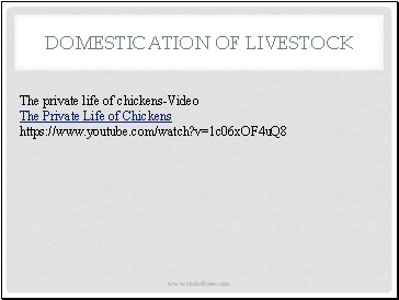 Domestication of Livestock