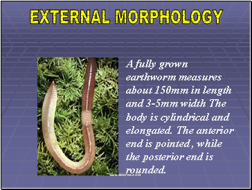 External Morphology