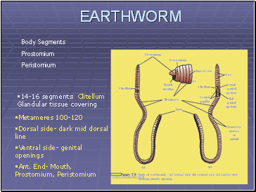 Earthworm