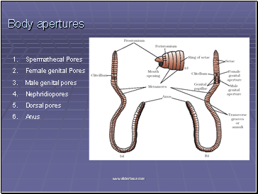 Body apertures