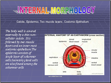 Internal Morphology
