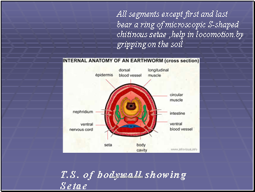 All segments except first and last bear a ring of microscopic S-shaped chitinous setae ,help in locomotion.by gripping on the soil